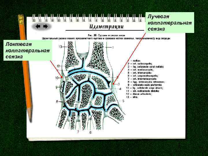 Лучевая коллатеральная связка Локтевая коллатеральная связка 