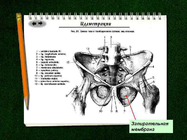 Запирательная мембрана 