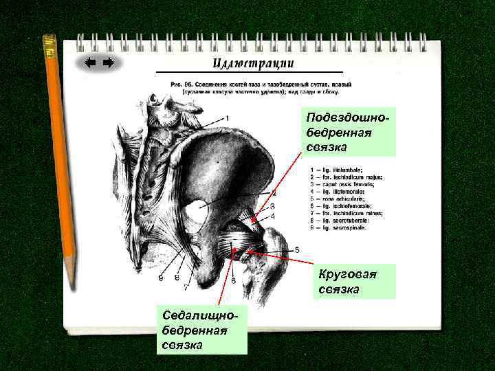 Подвздошнобедренная связка Круговая связка Седалищнобедренная связка 