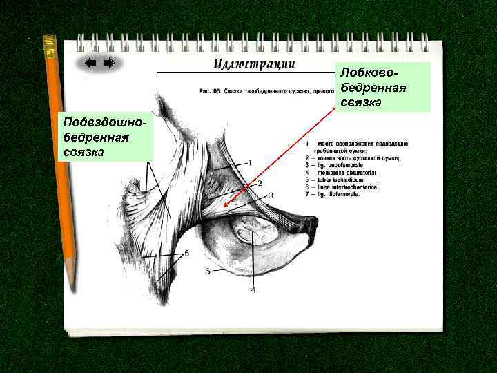 Лобковобедренная связка Подвздошнобедренная связка 