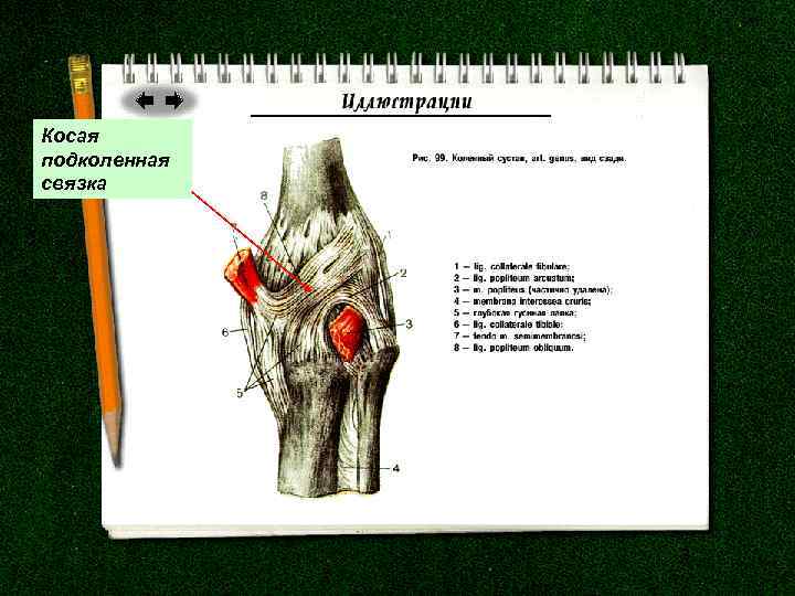 Косая подколенная связка 