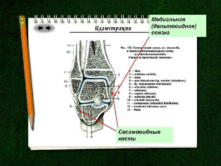 Медиальная (дельтовидная) связка Сесамовидные кости 