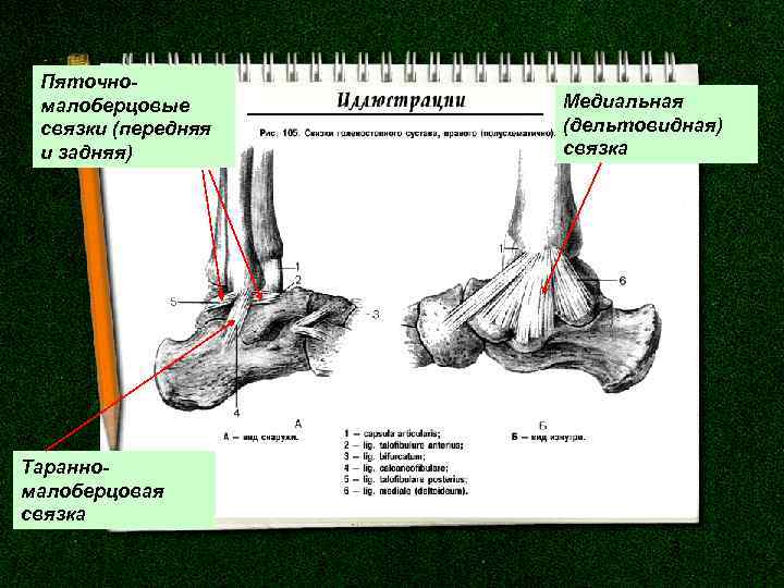Пяточномалоберцовые связки (передняя и задняя) Таранномалоберцовая связка Медиальная (дельтовидная) связка 