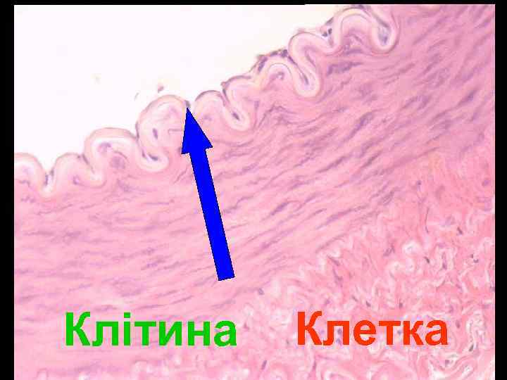 Клітина Клетка 