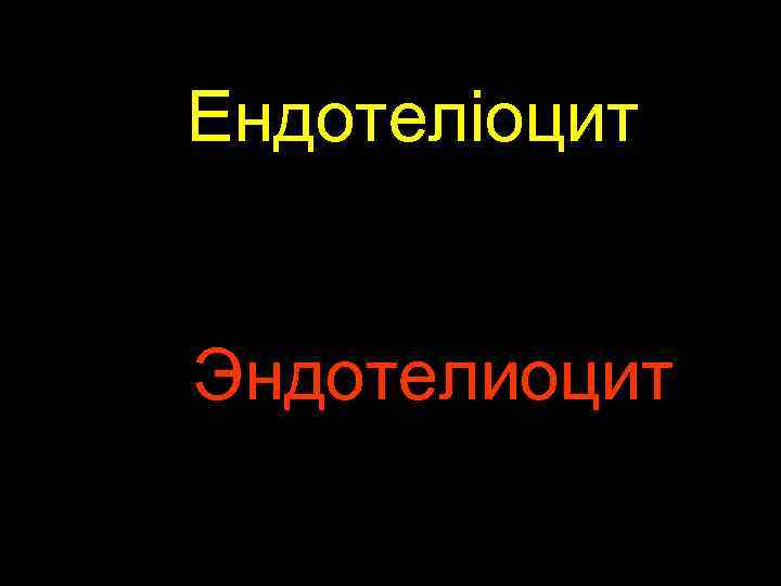 Ендотеліоцит Эндотелиоцит 