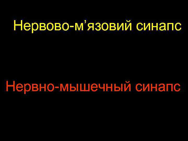 Нервово-м’язовий синапс Нервно-мышечный синапс 