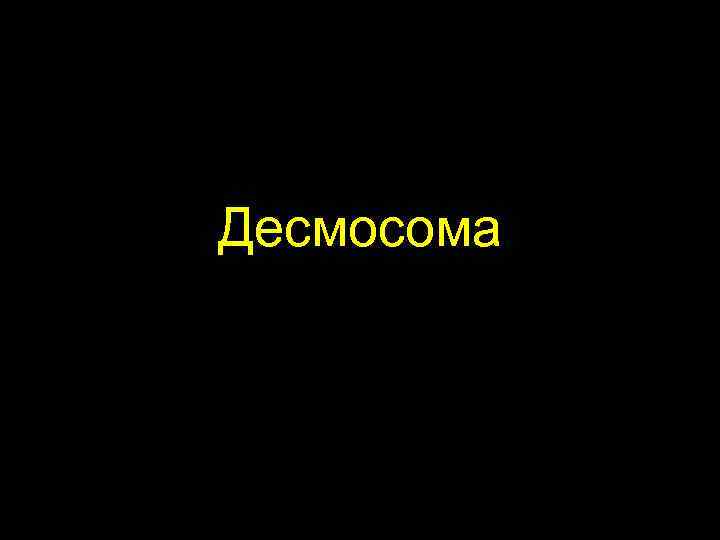 Десмосома 