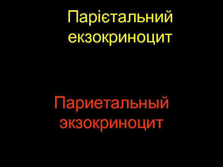 Парієтальний екзокриноцит Париетальный экзокриноцит 