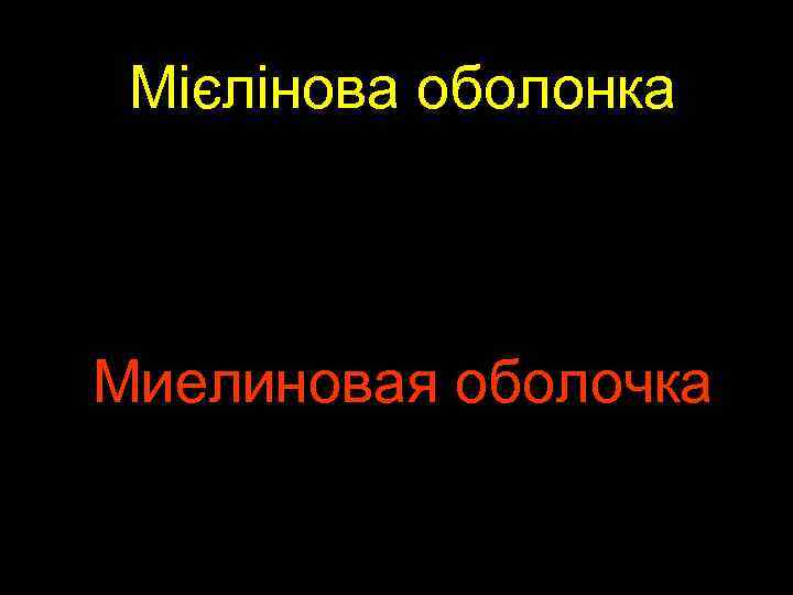 Мієлінова оболонка Миелиновая оболочка 