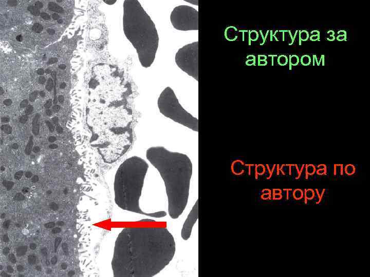 Структура за автором Структура по автору 