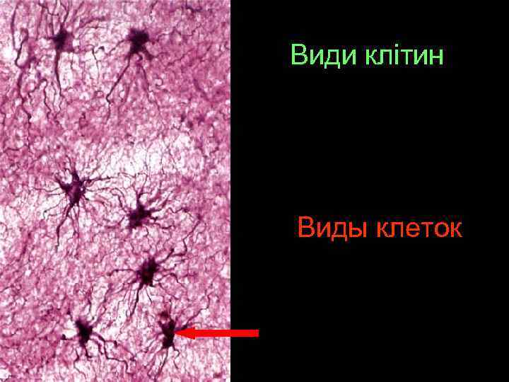 Види клітин Виды клеток 
