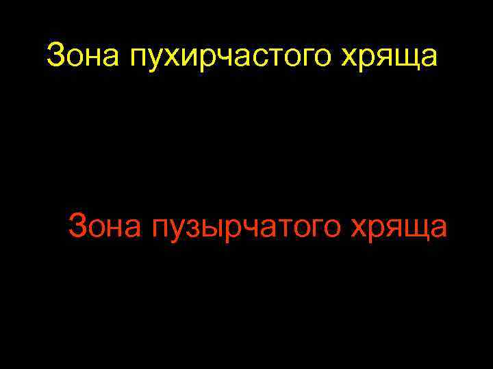 Зона пухирчастого хряща Зона пузырчатого хряща 