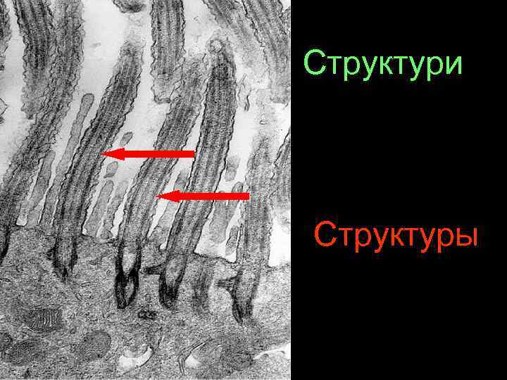 Структури Структуры 