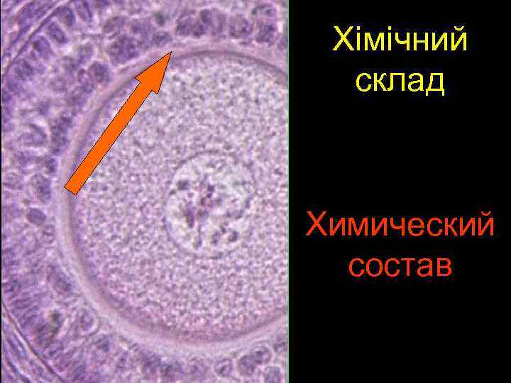 Хімічний склад Химический состав 