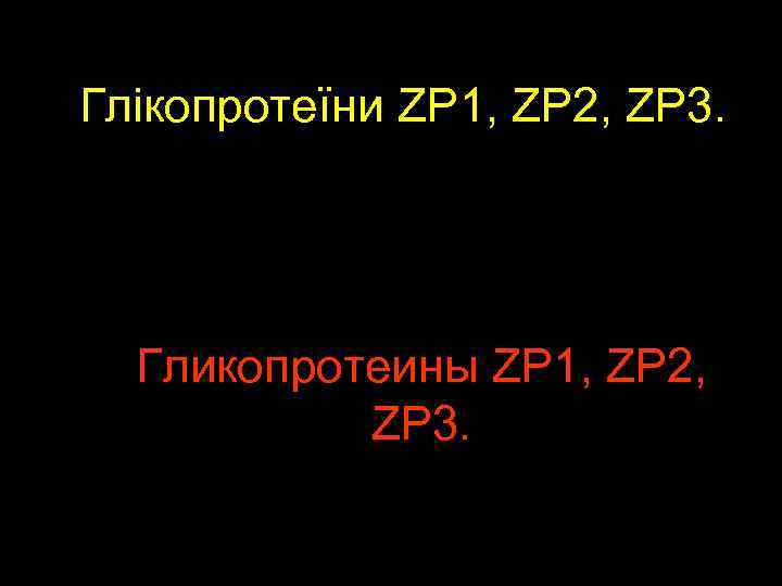 Глікопротеїни ZP 1, ZP 2, ZP 3. Гликопротеины ZP 1, ZP 2, ZP 3.