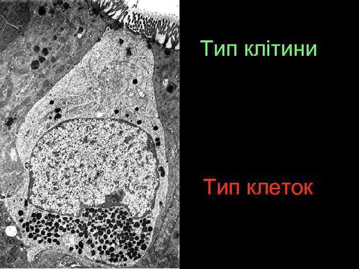 Тип клітини Тип клеток 