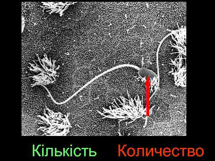 Кількість Количество 