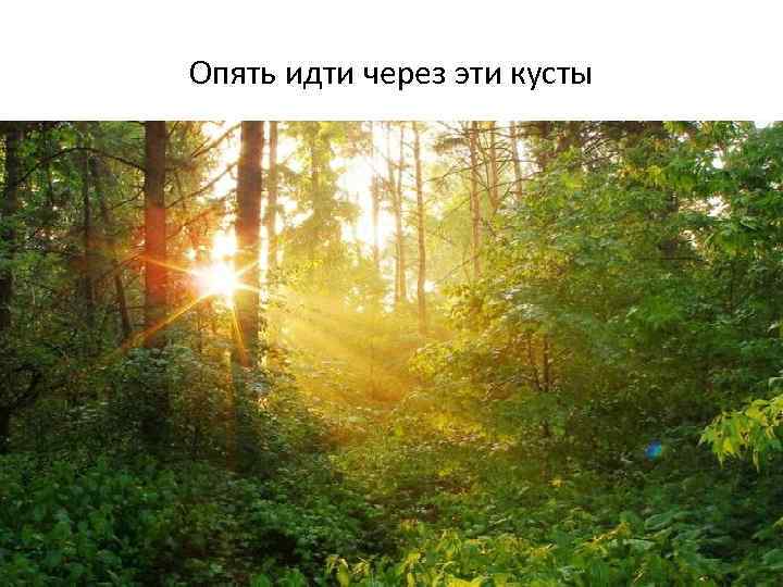 Опять идти через эти кусты 