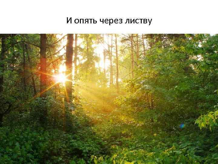 И опять через листву 