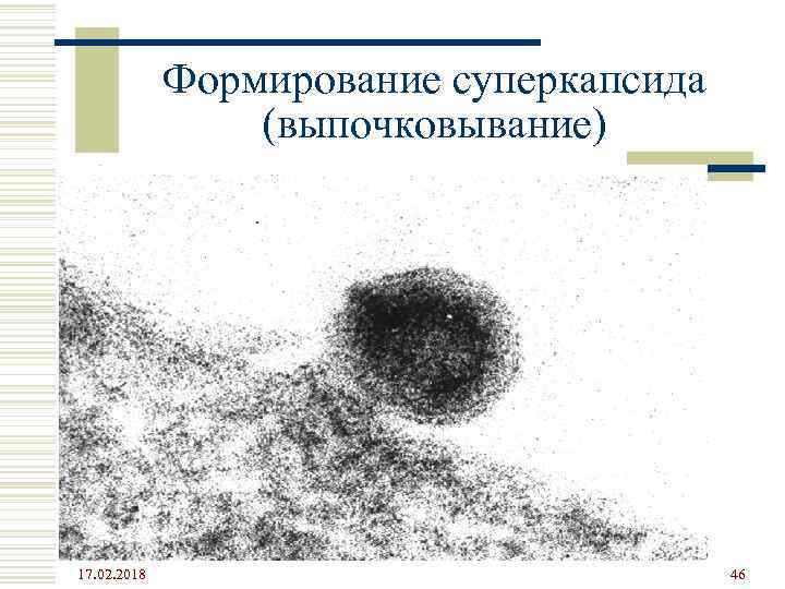 Формирование суперкапсида (выпочковывание) 17. 02. 2018 46 