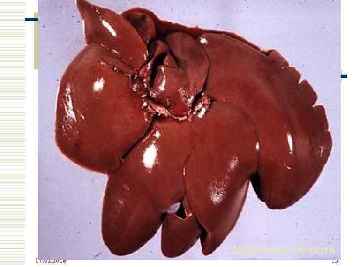 Здоровая печень 17. 02. 2018 13 