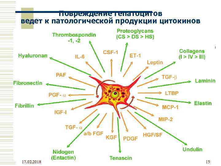 Повреждение гепатоцитов ведет к патологической продукции цитокинов 17. 02. 2018 15 