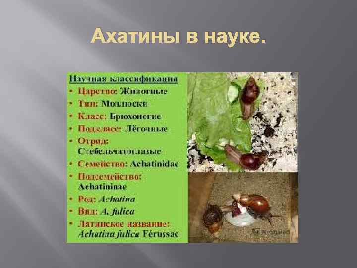 Ахатины в науке. 