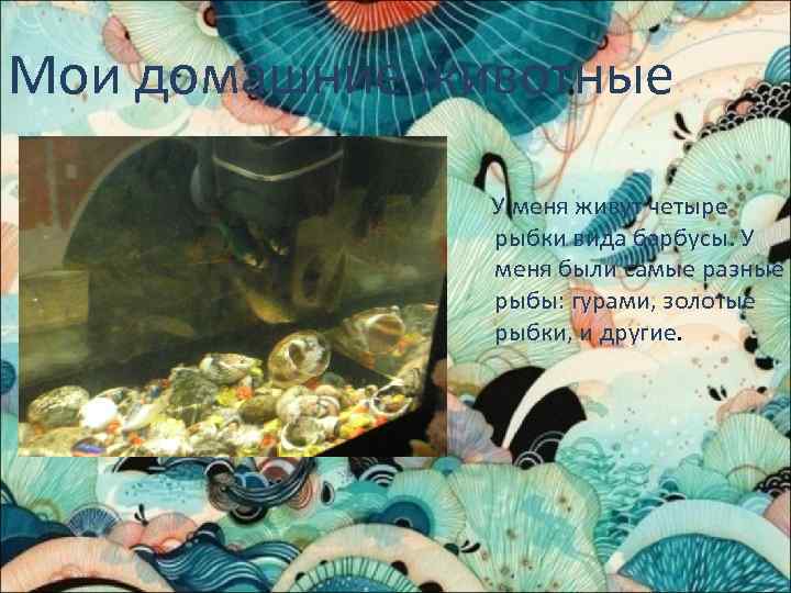 Мои домашние животные У меня живут четыре рыбки вида барбусы. У меня были самые