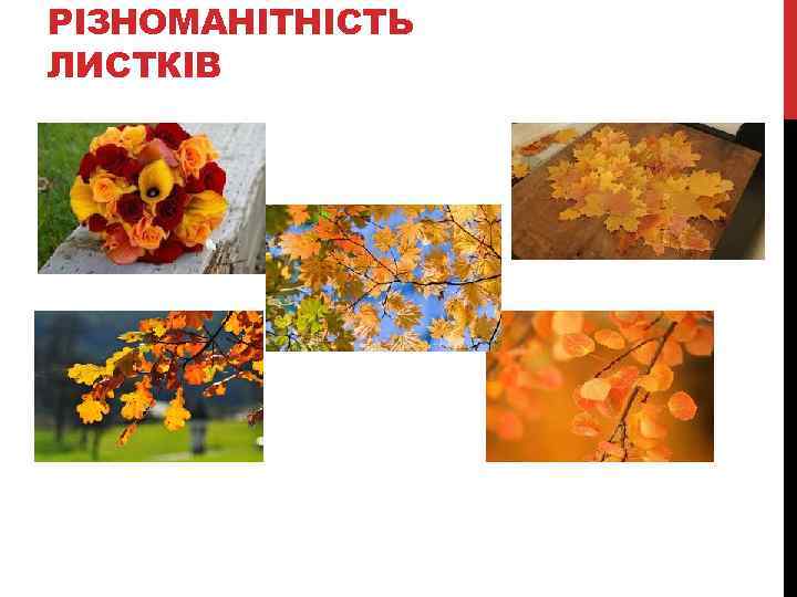 РІЗНОМАНІТНІСТЬ ЛИСТКІВ 