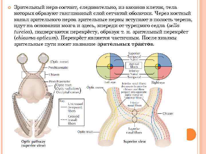  Зрительный нерв состоит, следовательно, из аксонов клеток, тела которых образуют ганглиозный слой сетчатой