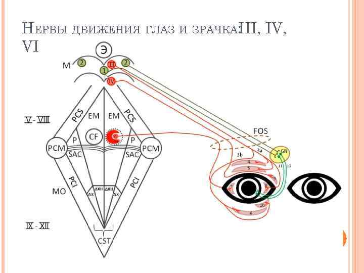 НЕРВЫ ДВИЖЕНИЯ ГЛАЗ И ЗРАЧКА: III, IV, VI 