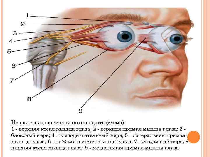 Нервы глазодвигательного аппарата (схема): 1 - верхняя косая мышца глаза; 2 - верхняя прямая