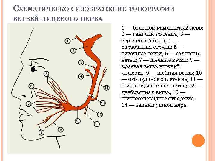 СХЕМАТИЧЕСКОЕ ИЗОБРАЖЕНИЕ ТОПОГРАФИИ ВЕТВЕЙ ЛИЦЕВОГО НЕРВА 1 — большой каменистый нерв; 2 — ганглий