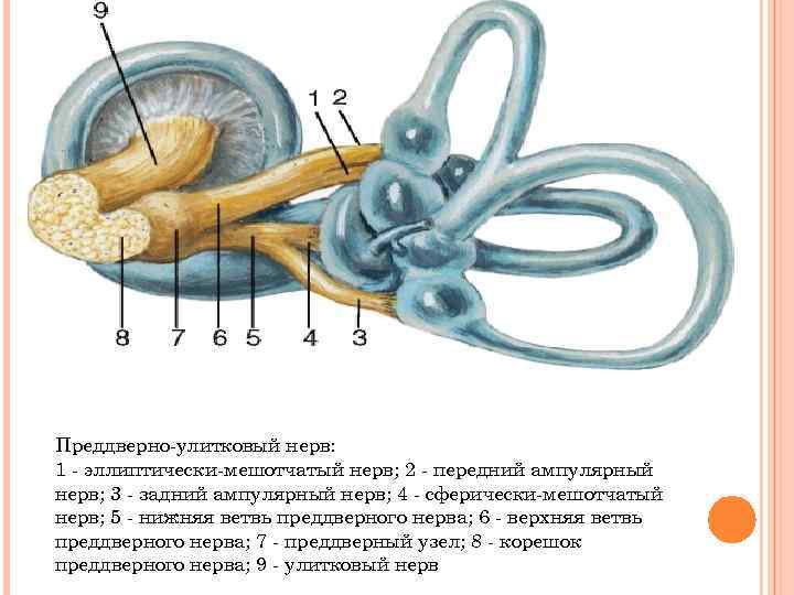 Преддверно-улитковый нерв: 1 - эллиптически-мешотчатый нерв; 2 - передний ампулярный нерв; 3 - задний