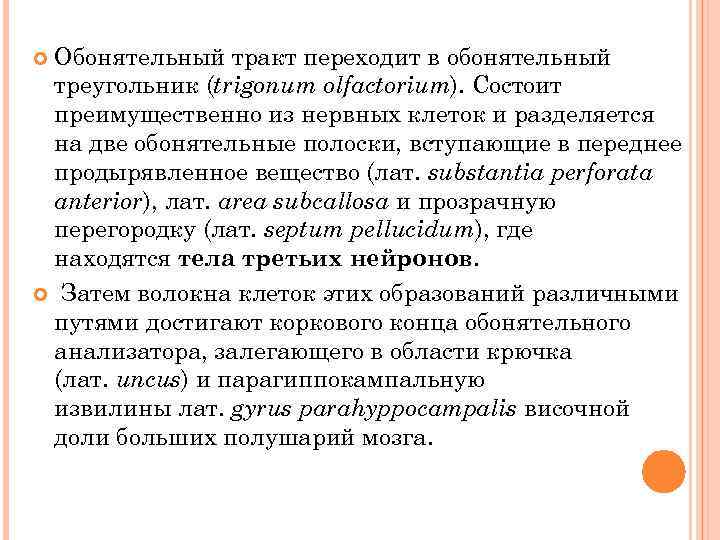 Обонятельный тракт переходит в обонятельный треугольник (trigonum olfactorium). Cостоит преимущественно из нервных клеток и
