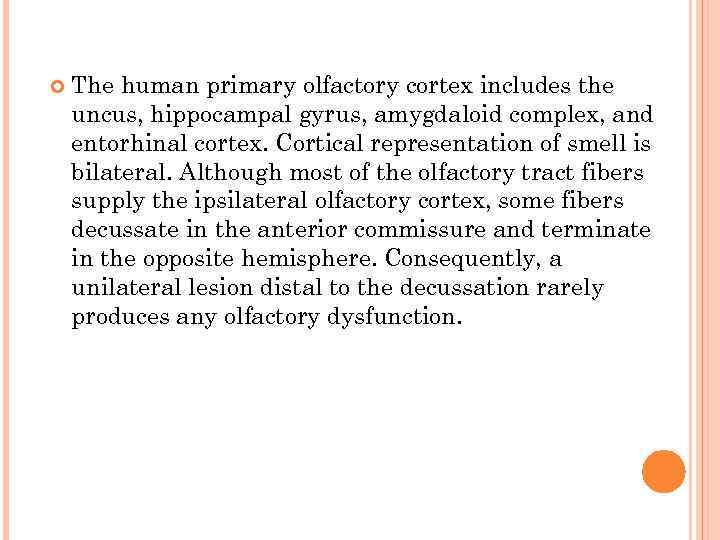  The human primary olfactory cortex includes the uncus, hippocampal gyrus, amygdaloid complex, and