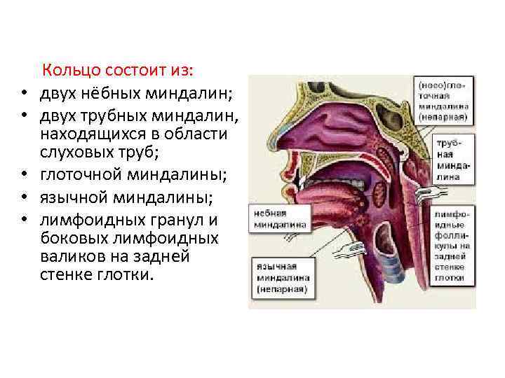  Кольцо состоит из: • двух нёбных миндалин; • двух трубных миндалин, находящихся в