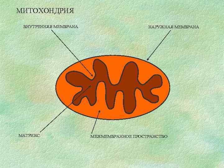 МИТОХОНДРИЯ ВНУТРЕННЯЯ МЕМБРАНА МАТРИКС НАРУЖНАЯ МЕМБРАНА МЕЖМЕМБРАННОЕ ПРОСТРАНСТВО 
