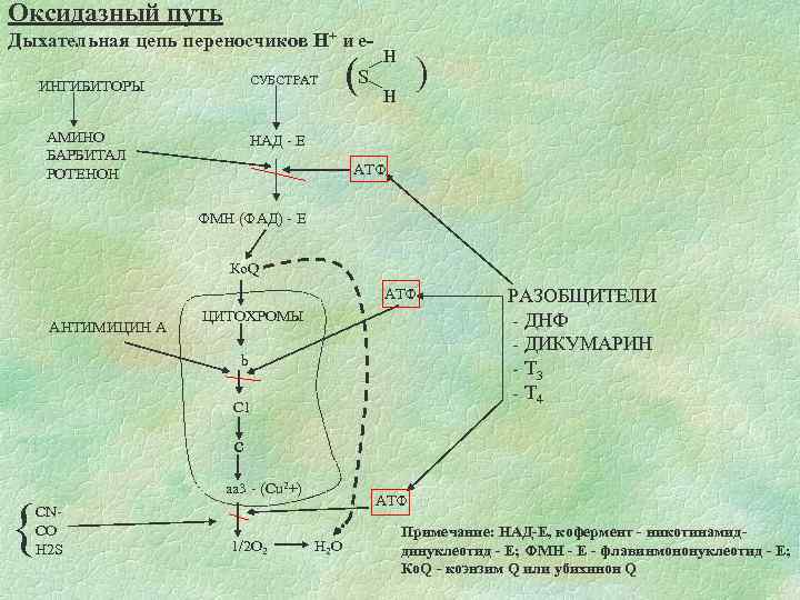 Оксидазный путь Дыхательная цепь переносчиков Н+ и е. СУБСТРАТ ИНГИБИТОРЫ АМИНО БАРБИТАЛ РОТЕНОН (S