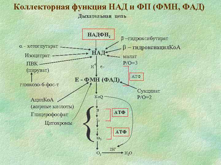 Коллекторная функция НАД и ФП (ФМН, ФАД) Дыхательная цепь НАДФН 2 b -гидроксибутират a