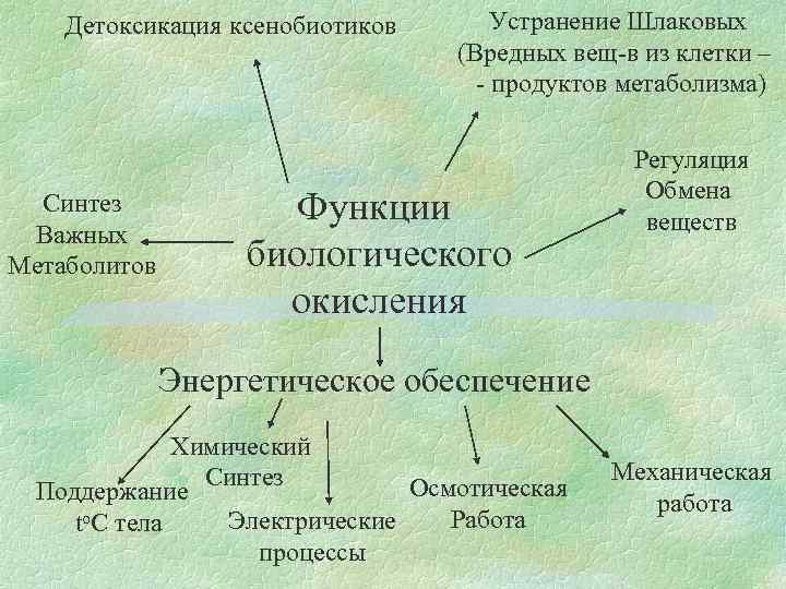 Детоксикация ксенобиотиков Синтез Важных Метаболитов Устранение Шлаковых (Вредных вещ-в из клетки – - продуктов