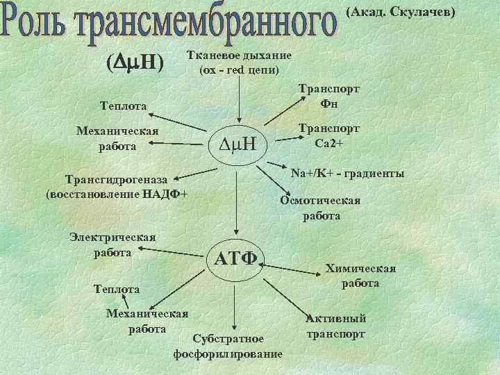 (Акад. Скулачев) (Dm. H) Тканевое дыхание (ox - red цепи) Транспорт Фн Теплота Механическая