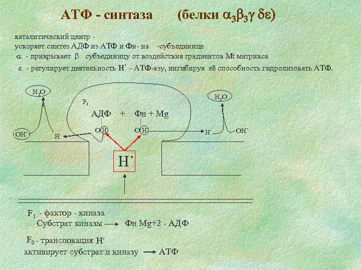 (белки a 3 b 3 g de) АТФ - синтаза каталитический центр ускоряет синтез