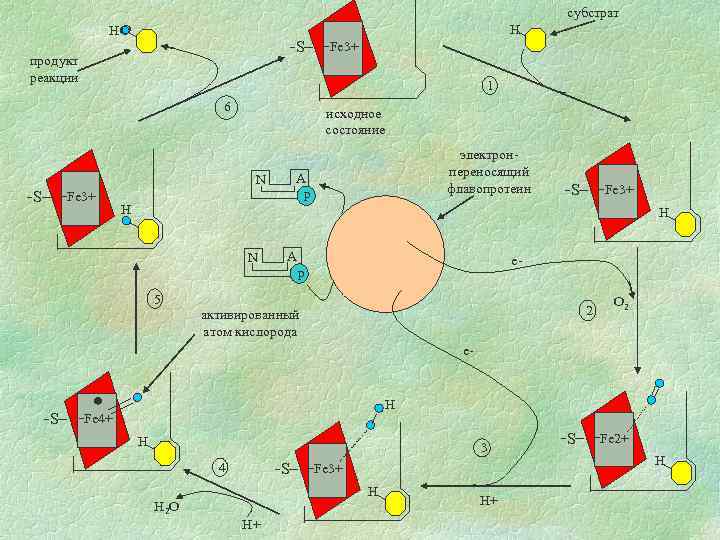 субстрат H HO S продукт реакции 1 6 исходное состояние Fe 3+ электронпереносящий флавопротеин