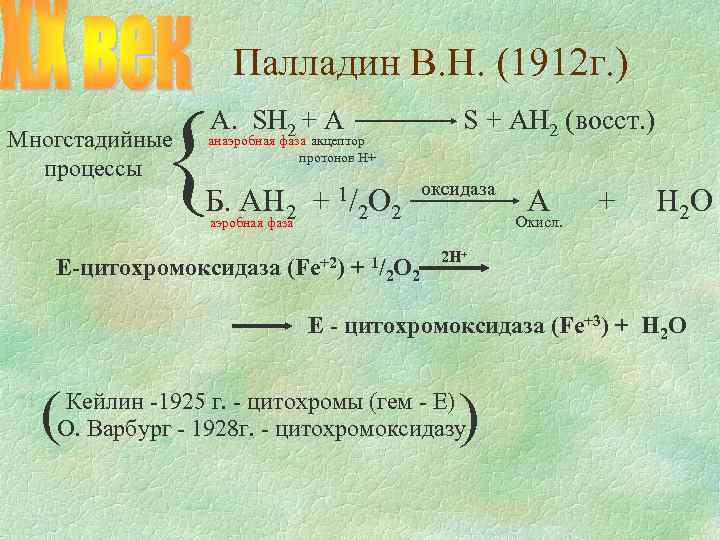 Палладин В. Н. (1912 г. ) { Многстадийные процессы А. SH 2 + A