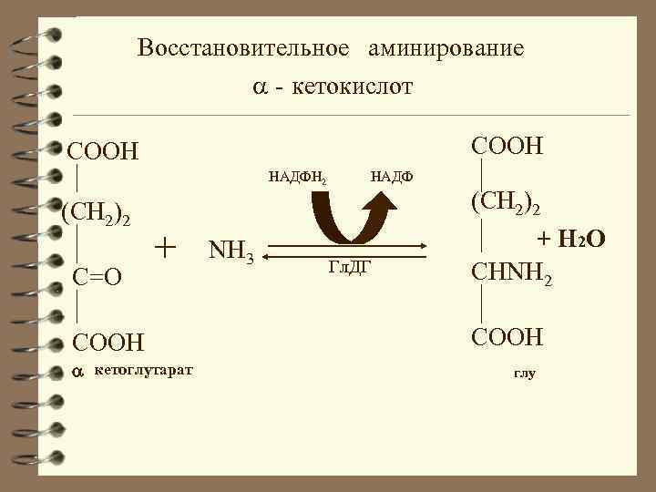 Восстановительное аминирование - кетокислот COОН COOH НАДФН 2 (CH 2)2 C=O + COOH кетоглутарат