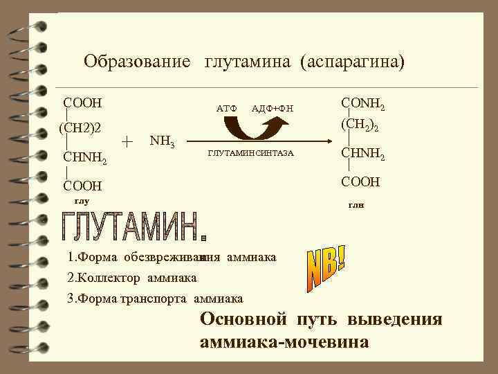 Образование глутамина (аспарагина) СOOH (CH 2)2 CHNH 2 АТФ + NH 3 АДФ+ФН ГЛУТАМИНСИНТАЗА