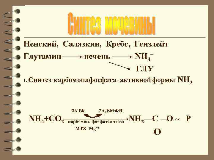 Ненский, Салазкин, Кребс, Гензлейт Глутамин печень NH 4+ ГЛУ 1. Синтез карбомоилфосфата - активной