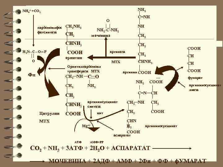 NH 2 NH 4+ +CO 2 C=NH O карбомоилфос СH 2 NH 2 фатсинтаза