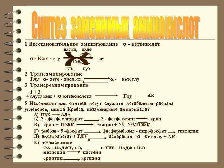 1 Восстановительное аминирование НАДФН 2 - Кето - глу - кетокислот НАДФ ГЛУ Гл.